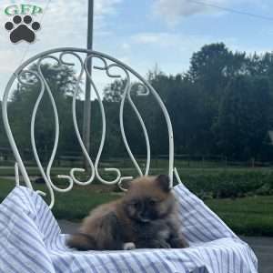 Edward, Pomeranian Puppy